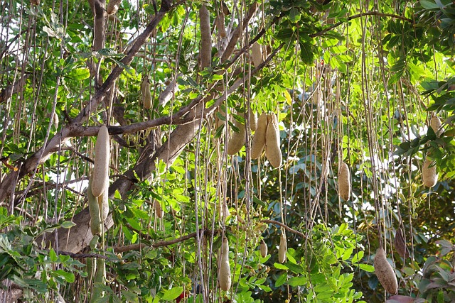Árbol salchicha africa fascinantes plantas África
