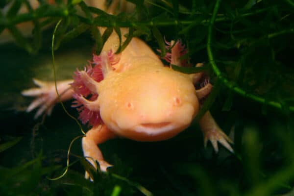 Axolotl mexicano america animales sorprendentes América