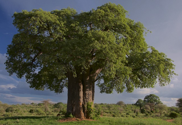 Baobabs africa maravillosas plantas nativas África