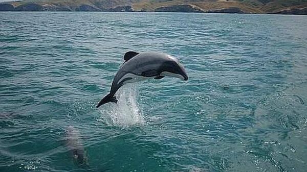 Delfín de Maui oceania animales peligro extinción Oceanía