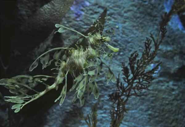 Dragón de mar de hojas oceania