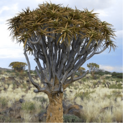 Flora del desierto de Kalahari africa