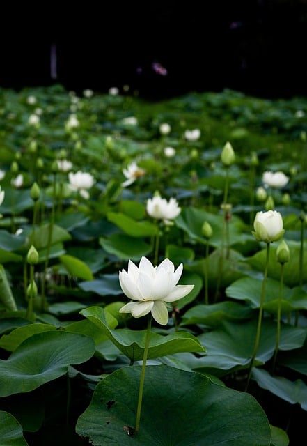Flores de loto asia