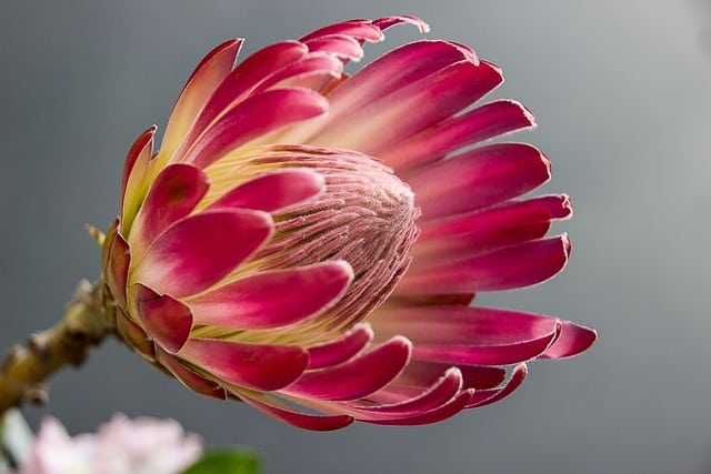 La Flor de Protea africa espectacular flora África