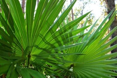La palma enana americana america plantas medicinales América