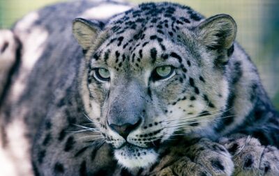 Leopardo de las nieves asia animales extinción Asia