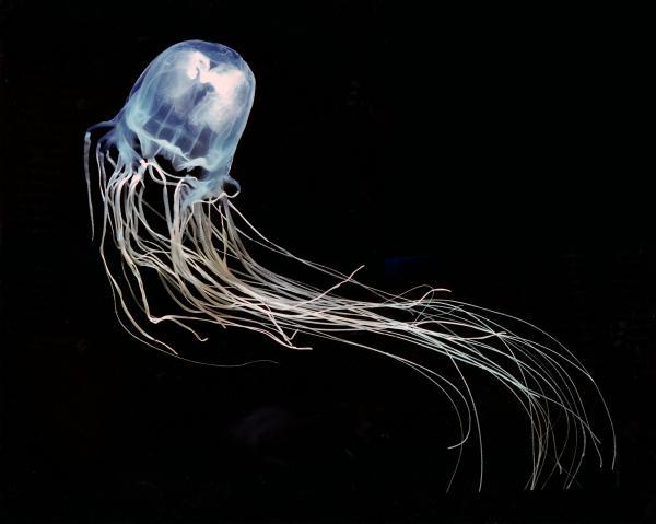 Medusa caja oceania