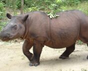 Rinoceronte de Sumatra asia animales extinción Asia