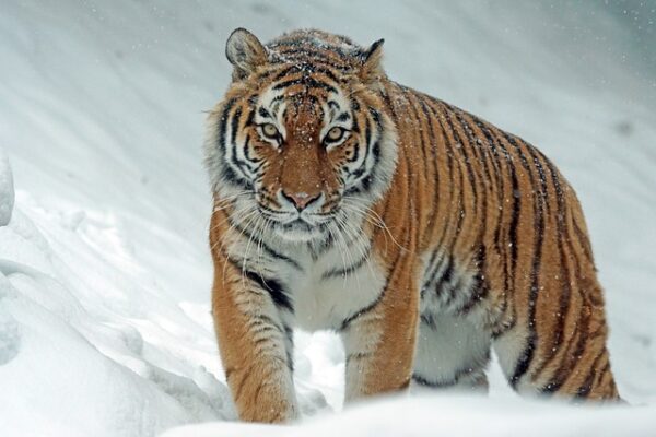 Tigre siberiano asia animales extinción Asia