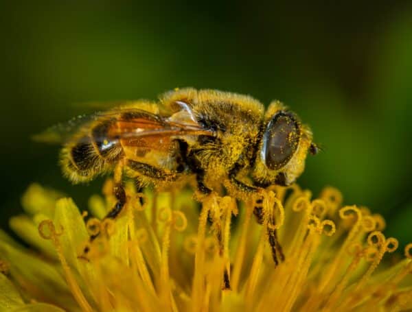 abeja europea animales fascinantes Europa