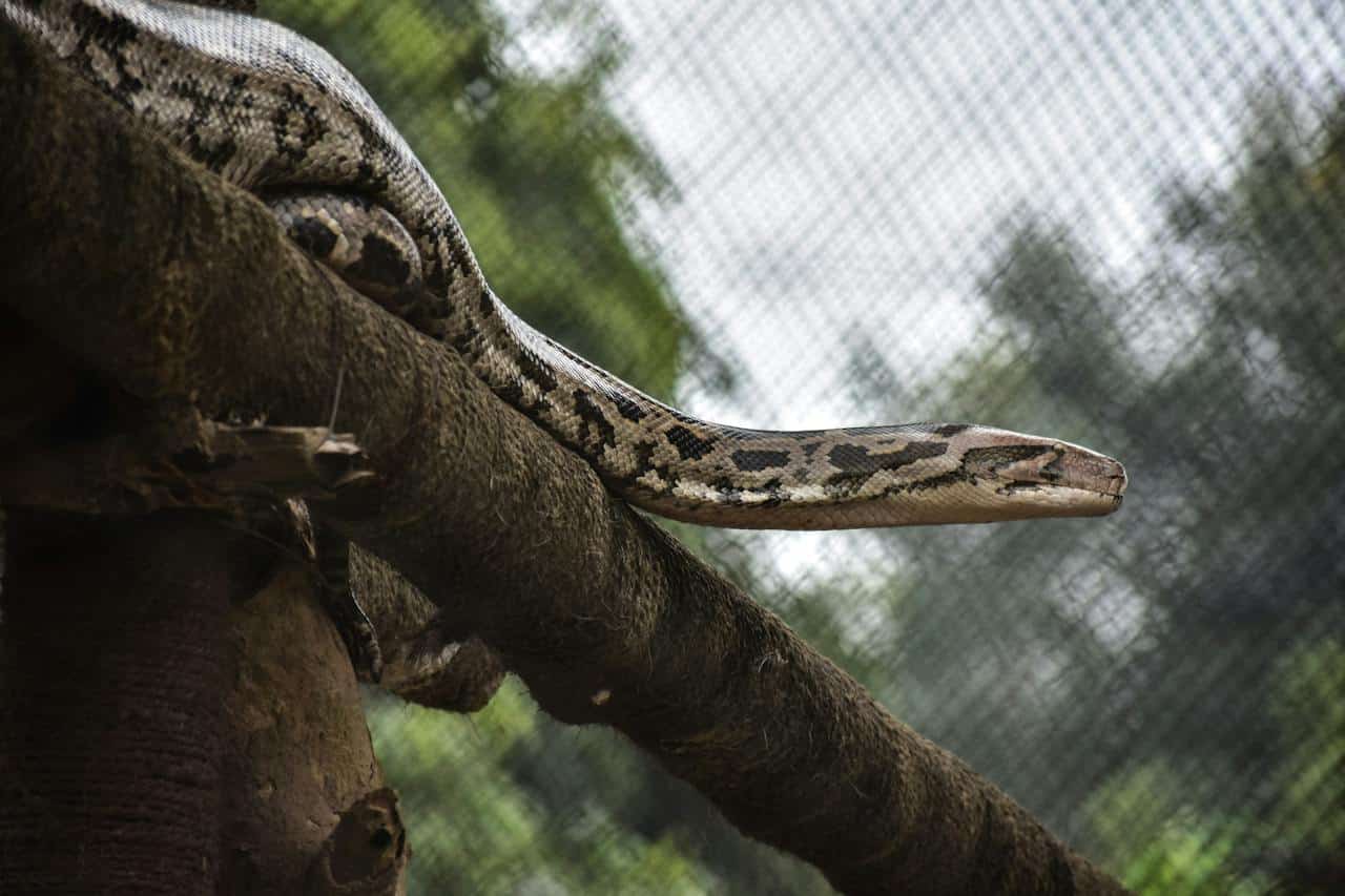 anaconda america fauna América del Sur