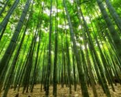 bambu asia