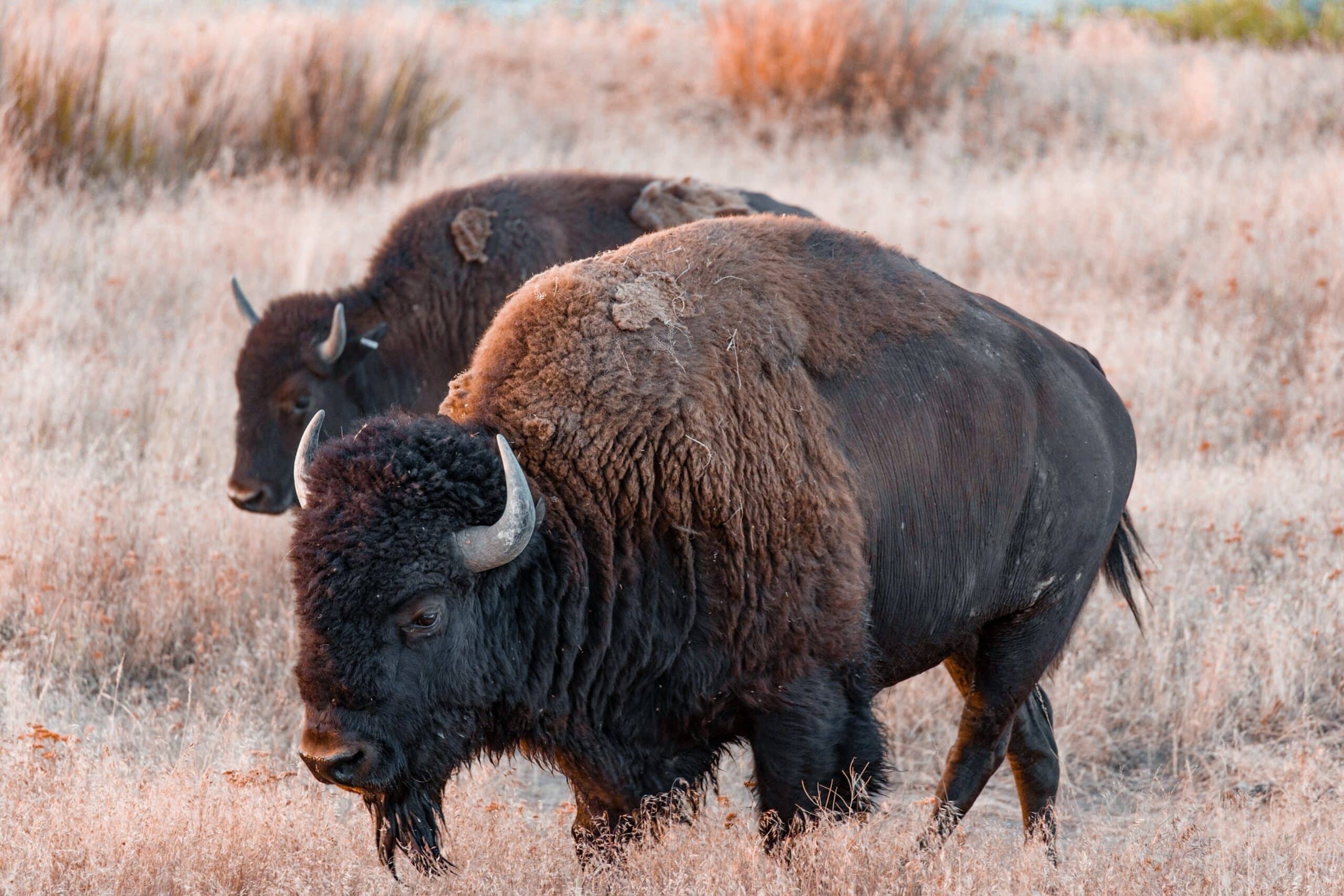 bisonte europeo animales peligro extinción Europa