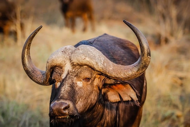bufalo del cabo africa animales impresionantes África