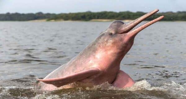 delfin rio amazonas america