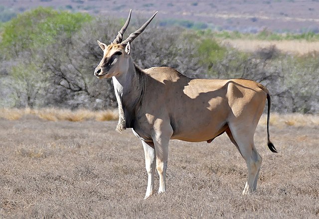 eland africa animales África cuernos impresionantes