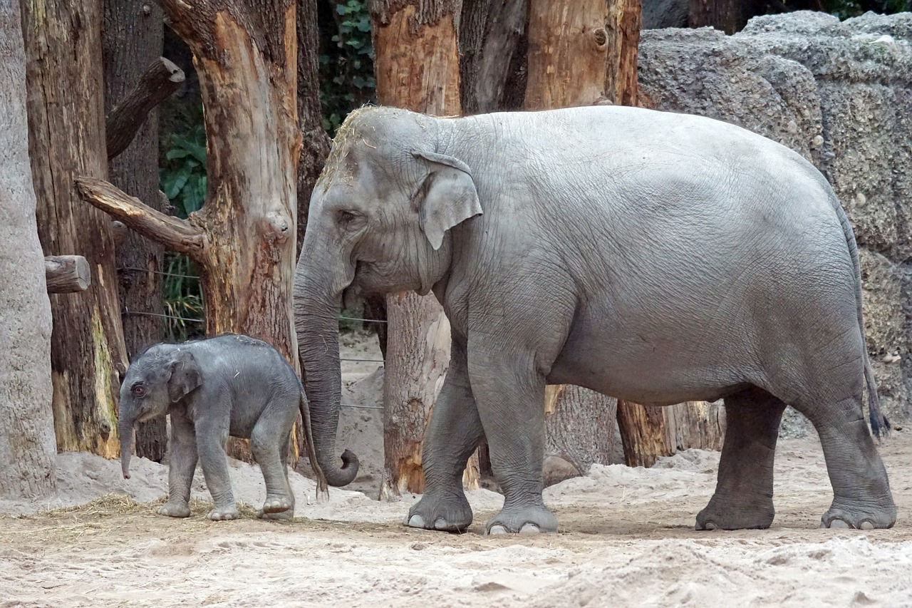 elefante grande asia animales impresionantes África fascinante fauna sabana africana