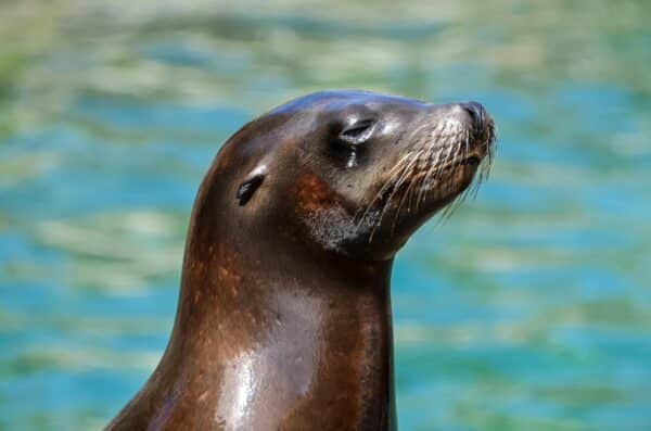 foca monje mediterraneo animales peligro extinción Europa
