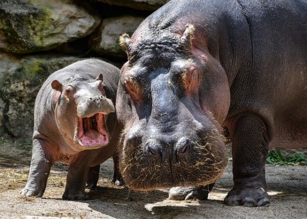 hipopotamo africa animales impresionantes África