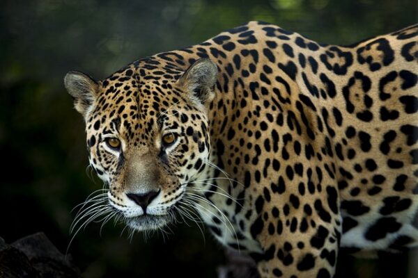 jaguar america animales peligro extinción América