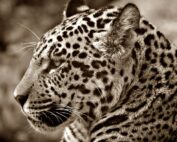jaguar america fauna América del Sur