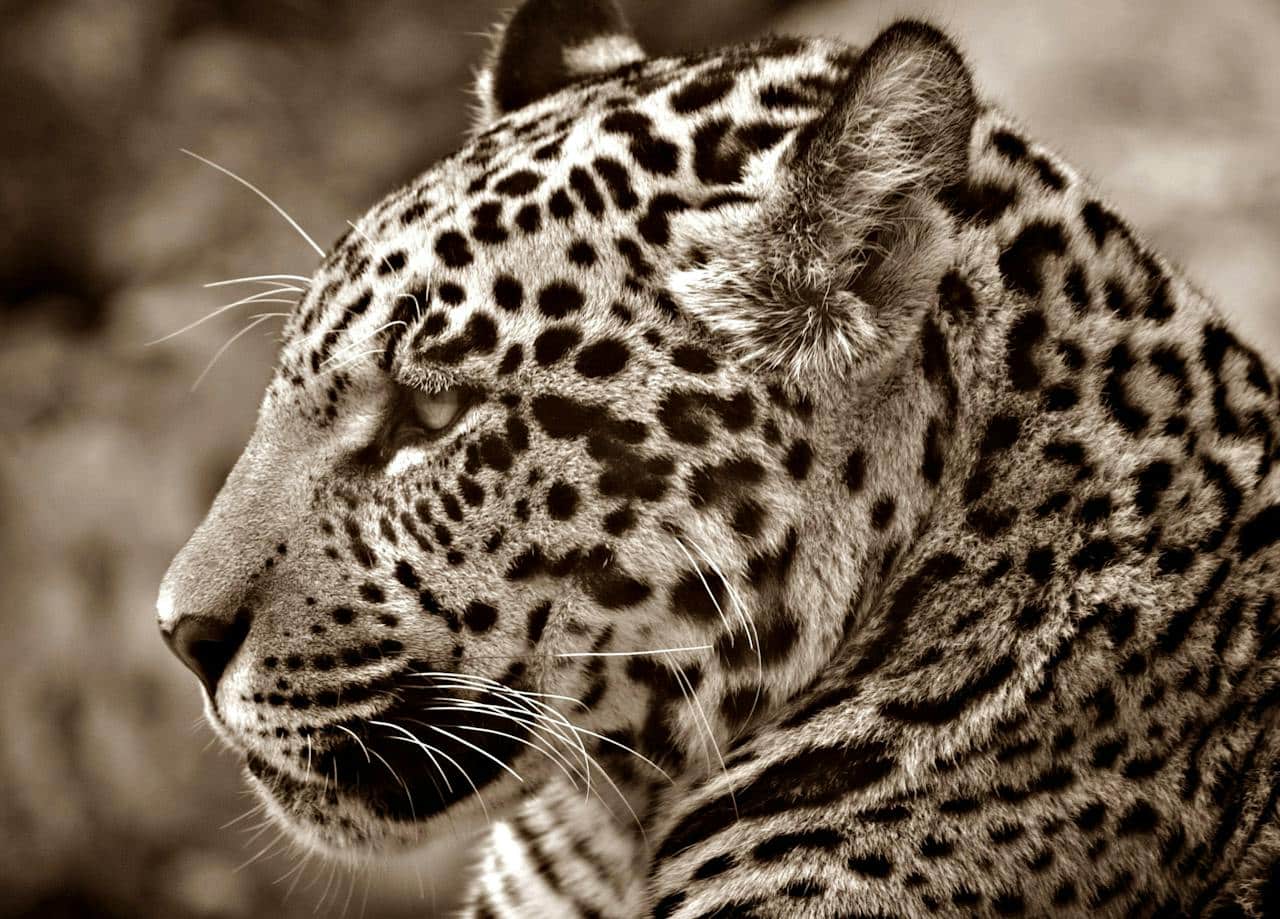 jaguar america fauna América del Sur