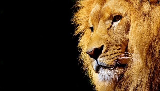 leon africa animales impresionantes África fascinante fauna sabana africana