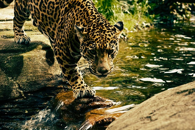 leopardo africa animales impresionantes África