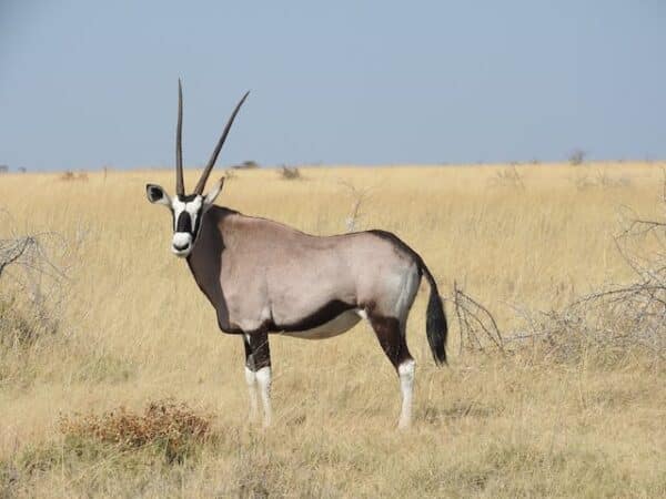 oryx africa