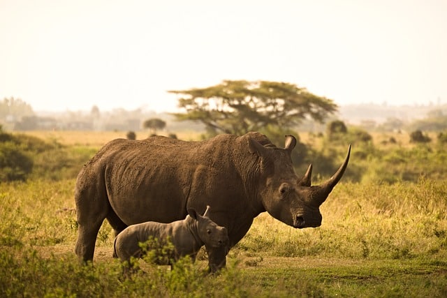 rinoceronte africa animales impresionantes África