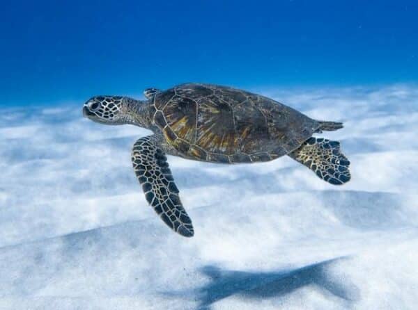 tortuga laud del pacifico oceania