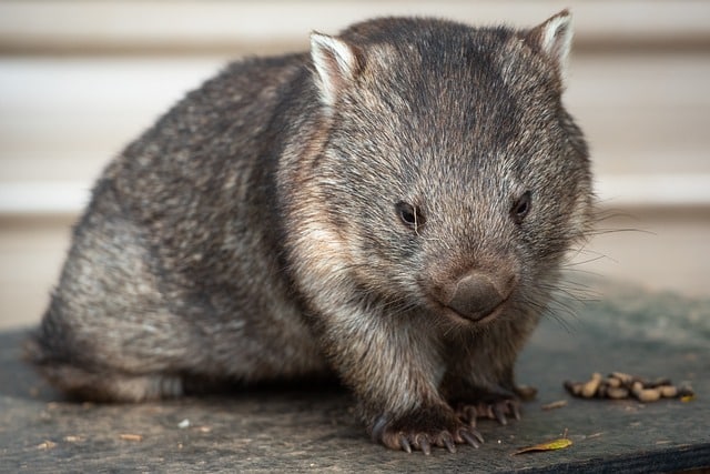 wombat oceania animales fascinantes Oceanía