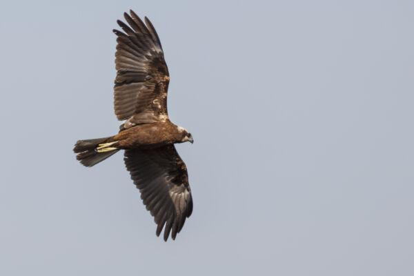 Aguilucho Lagunero