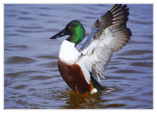 Pato Cuchara