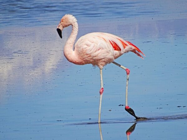 flamenco andino- fauna de América del Sur