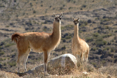 guanacos