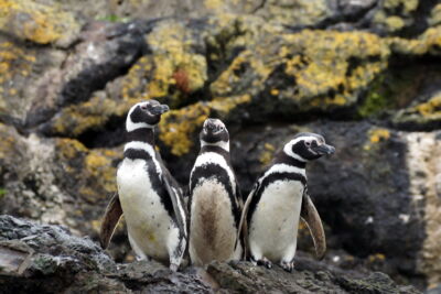 pingüinos de Magallanes