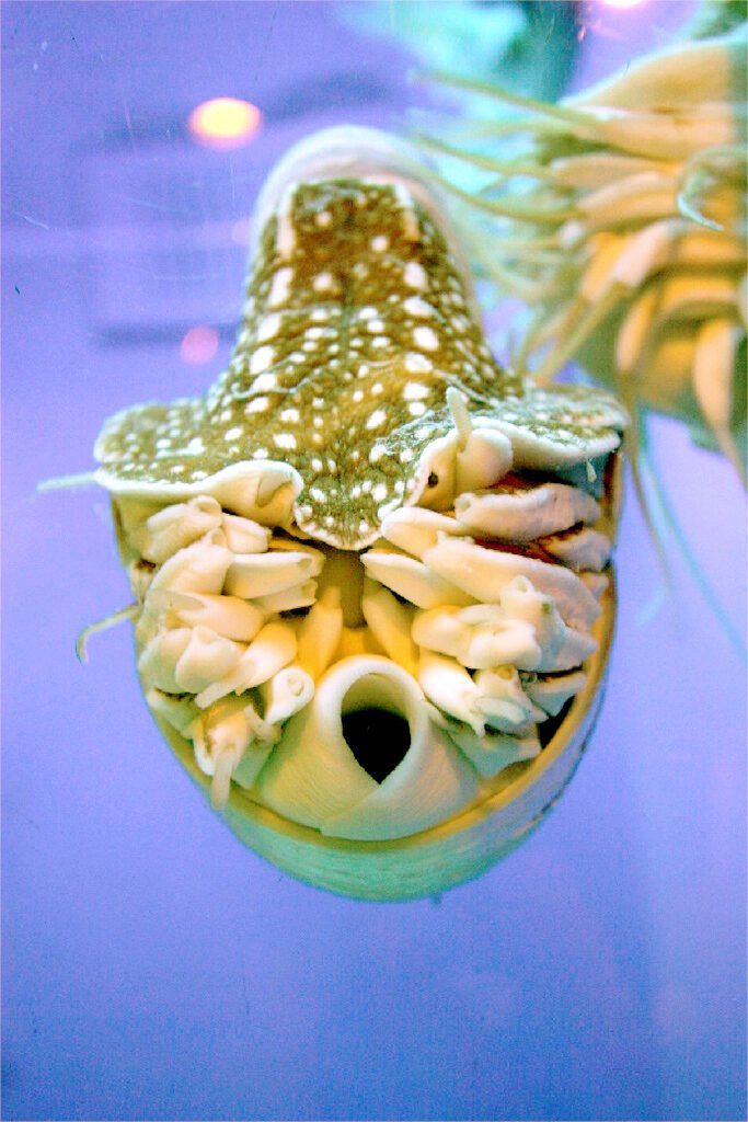 Mapas Mudos para Imprimir: Mundo y Continentes Nautilus pompilus. Aquarium Finisterrae. Galiza