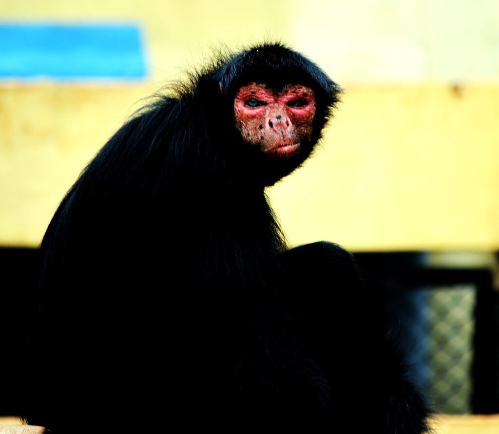 Red-faced spider monkey
