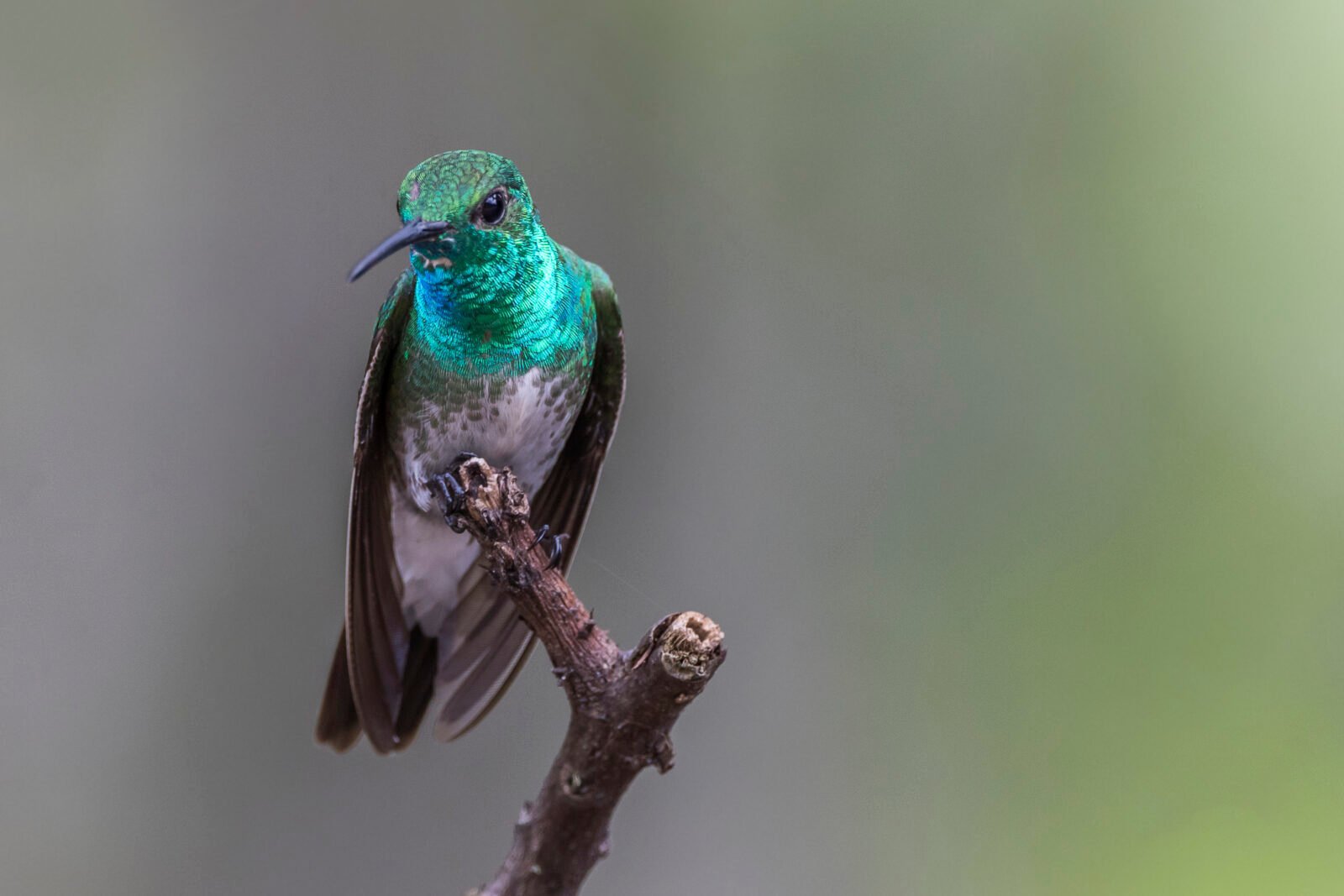 Flora de África: Plantas, Árboles y Vegetación del Continente Mangrove Hummingbird ♂