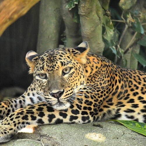 A tamed Cheetah (looks so!) in Singapore Zoo #singaporezoo #asia #wildlife #NikonD5200