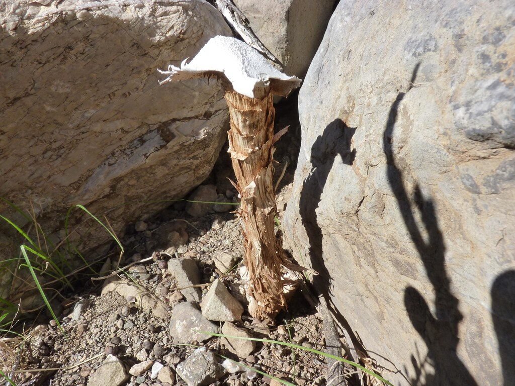 Australia: Mapa, Bandera y Datos del País Agaricaceae - Battarrea phalloides (Dicks.) Pers