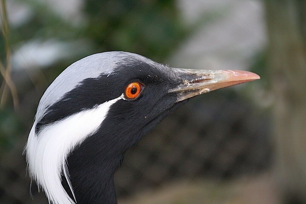 Cultura de África: Tradiciones, Arte y Diversidad Cultural Grulla damisela