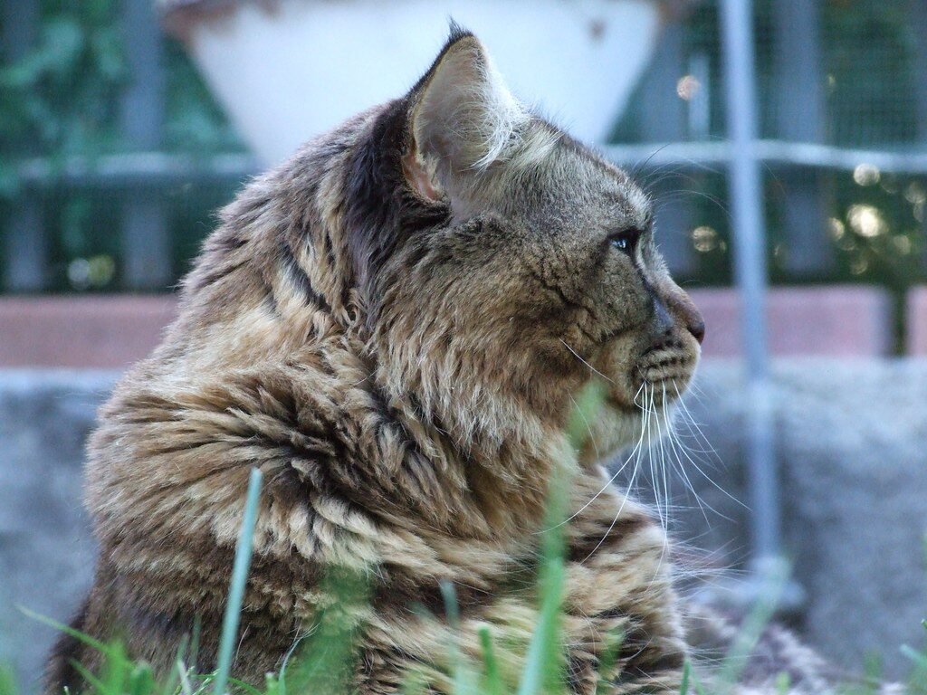 Estados Unidos: Mapa, Bandera y Datos del País Maine Coon - Chimsky - Creative Commons by gnuckx