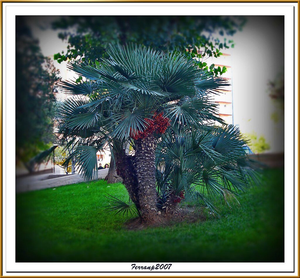 margalló - palmito europeo - Chamaerops humilis