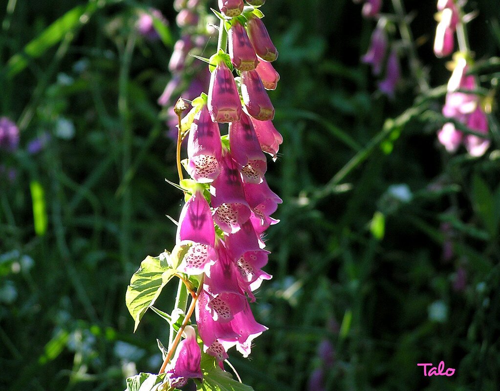 Europa Nórdica: Países, Mapa y Datos de la Región foxglove striptease - la dedalera al desnudo