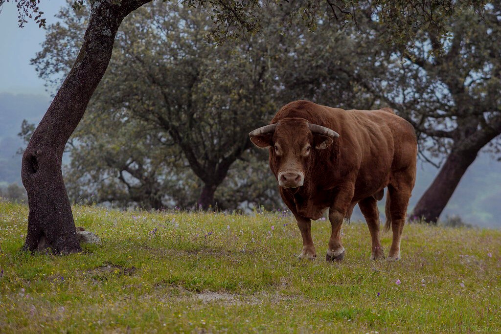 Fauna de Europa: Animales y Vida Salvaje del Continente Corre mientras puedas - Run while you can