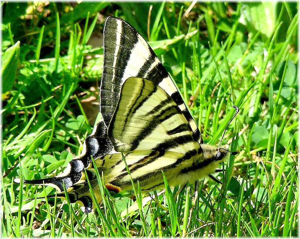 Fauna de Europa: Animales y Vida Salvaje del Continente 1394-Iphiclides podalirius