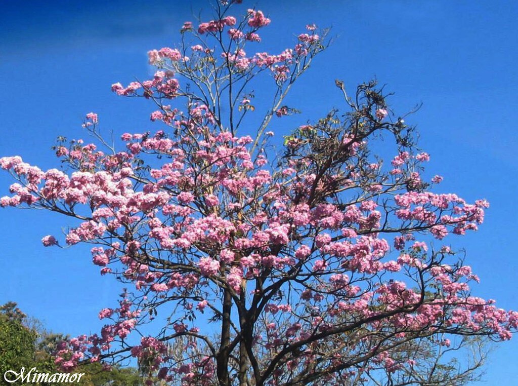 MAQUILISHUAT / Arbol Nacional de El Salvador