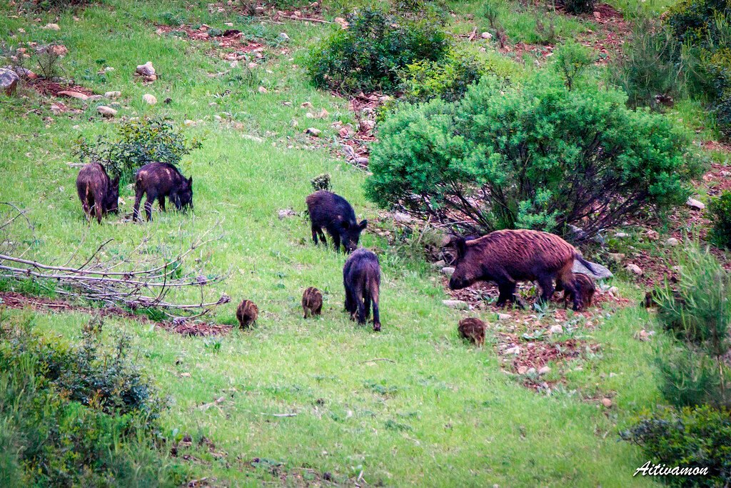 Flora de Europa: Plantas, Bosques y Vegetación del Continente El jabalí (sus scrofa)